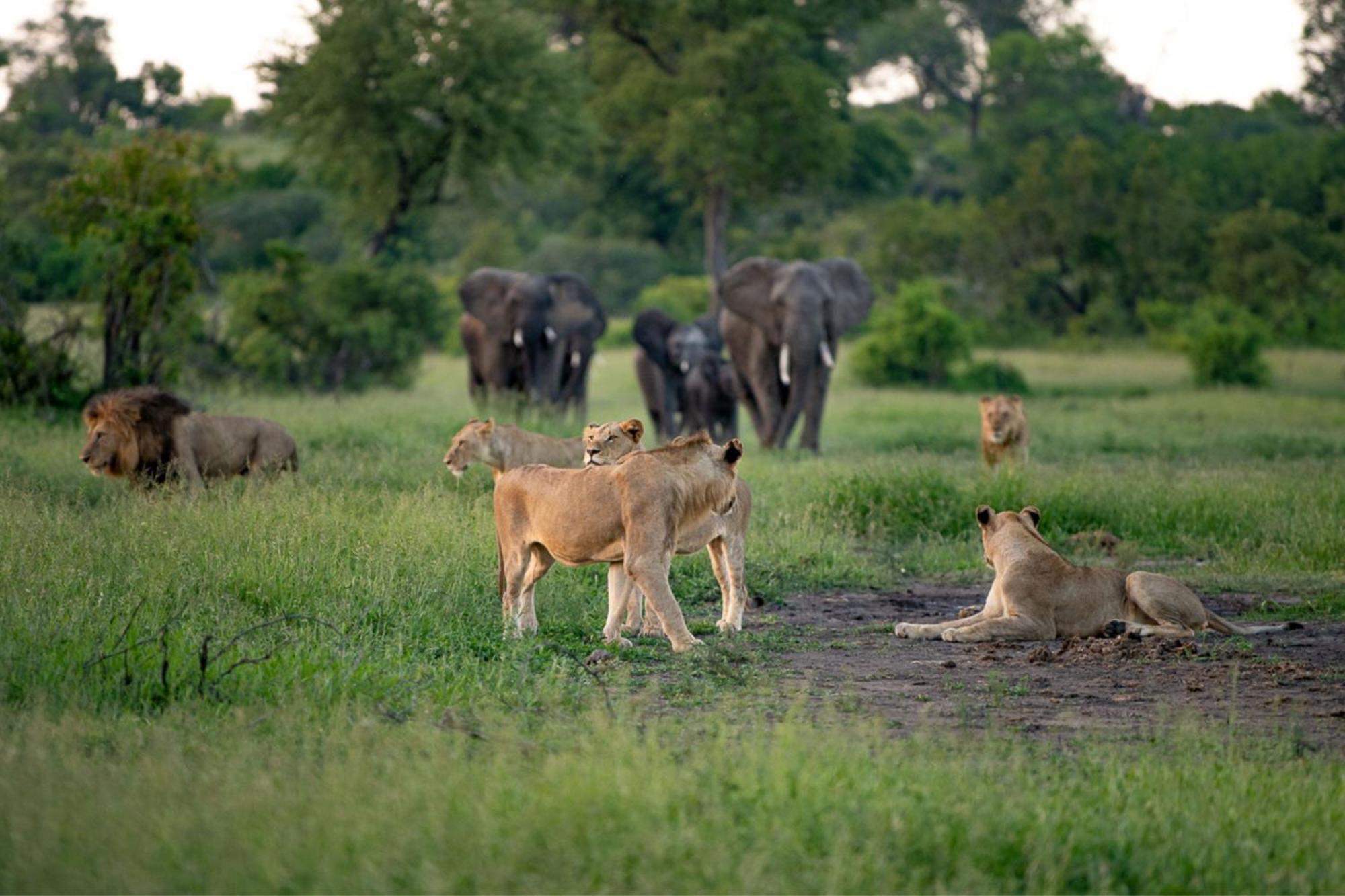 Leopard Sands Kruger Park Skukuza Exterior photo