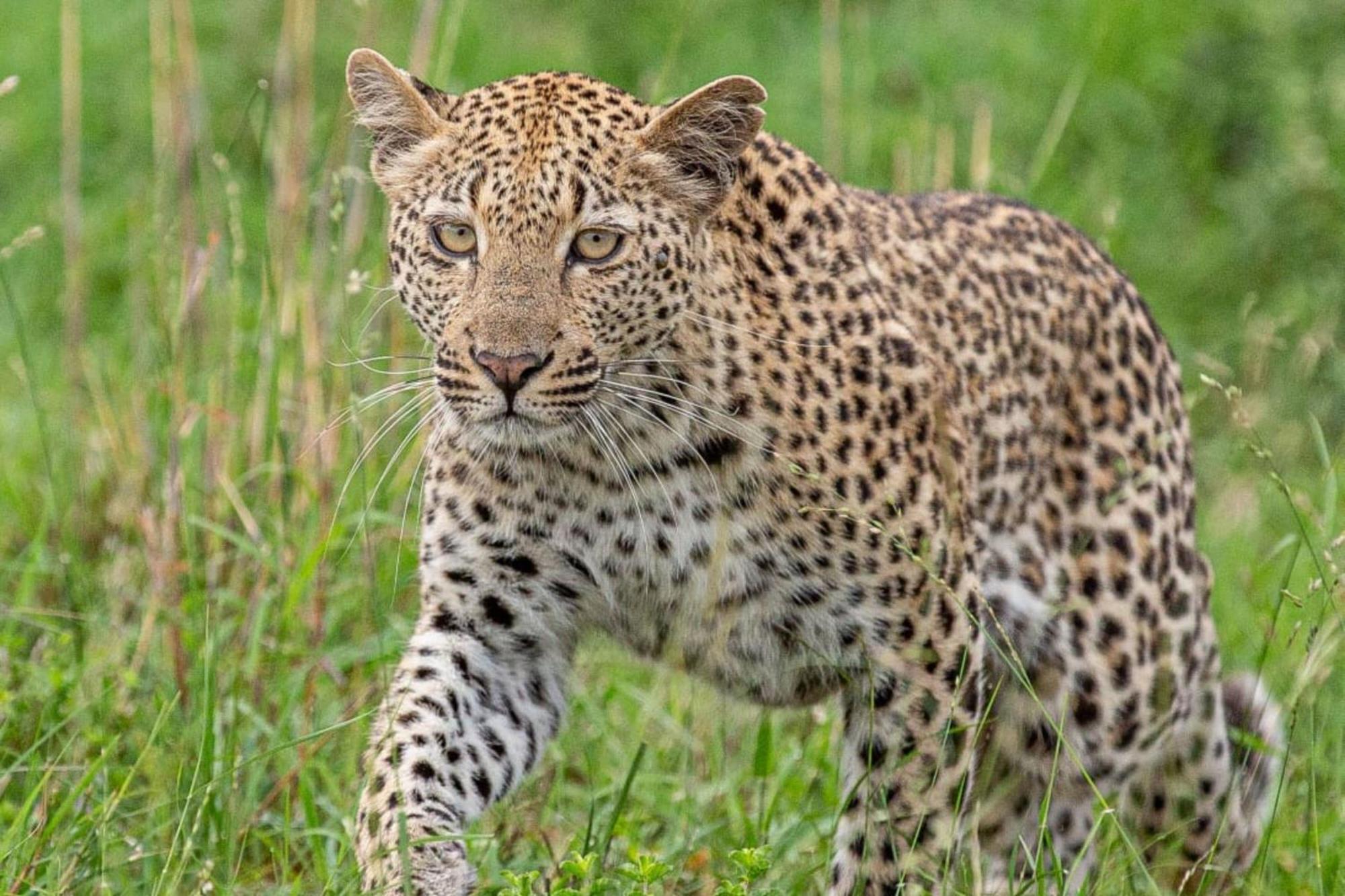 Leopard Sands Kruger Park Skukuza Exterior photo